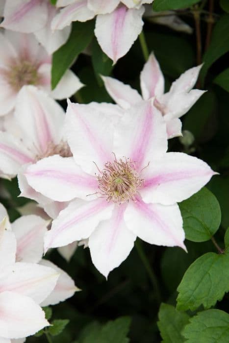 clematis [Corinne]