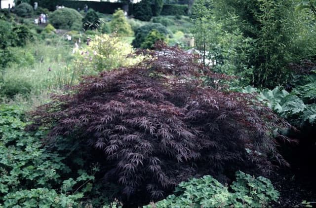 Japanese maple 'Garnet'