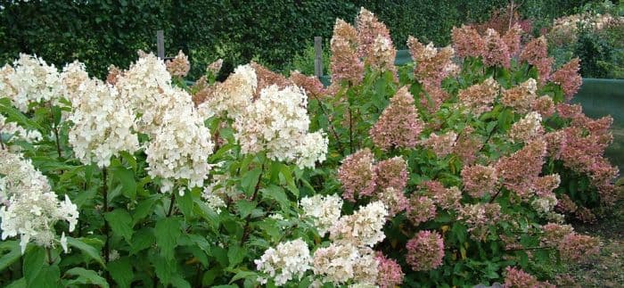 paniculate hydrangea