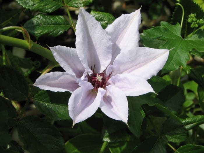 clematis 'Snow Queen'