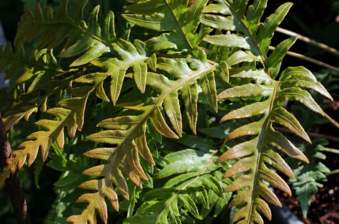 jewelled chain fern