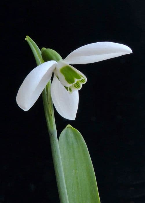 greater snowdrop 'Edith'