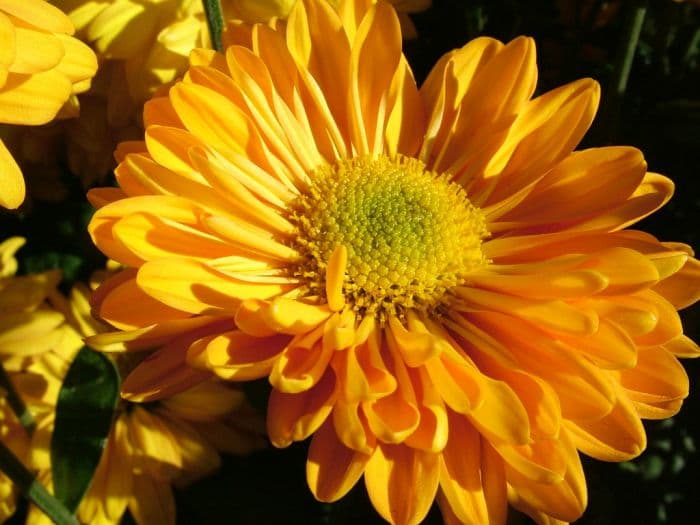 chrysanthemum 'Janet Elizabeth'