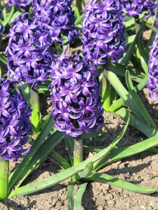 Hyacinth 'Aida'