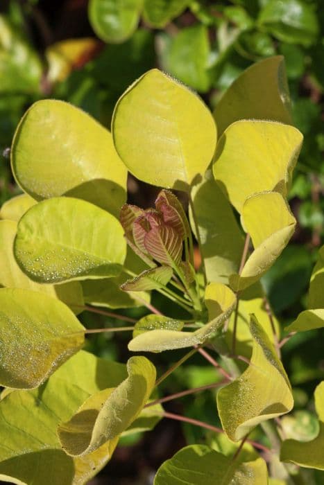 smoke tree [Golden Spirit]