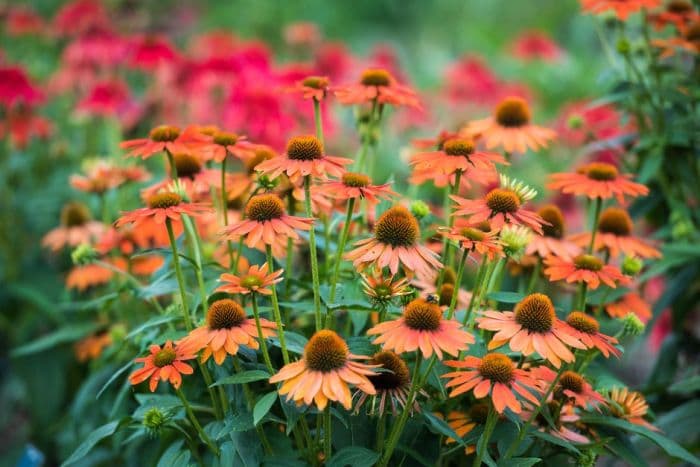 coneflower [Sombrero Adobe Orange]