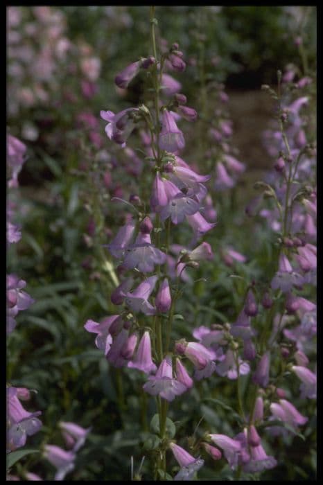 penstemon 'Alice Hindley'