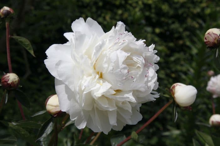 peony 'Festiva Maxima'