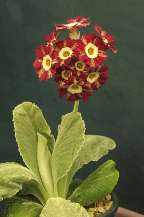 auricula 'Clown Prince'