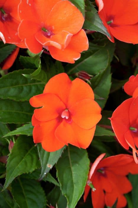 busy lizzie [SunPatiens Compact Electric Orange]