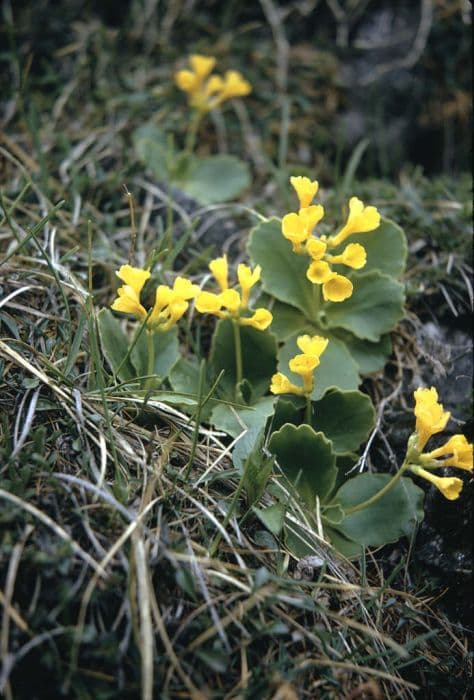 auricula