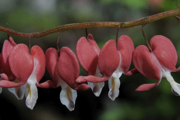 bleeding heart 'Valentine'