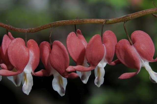 Bleeding heart 'Valentine'