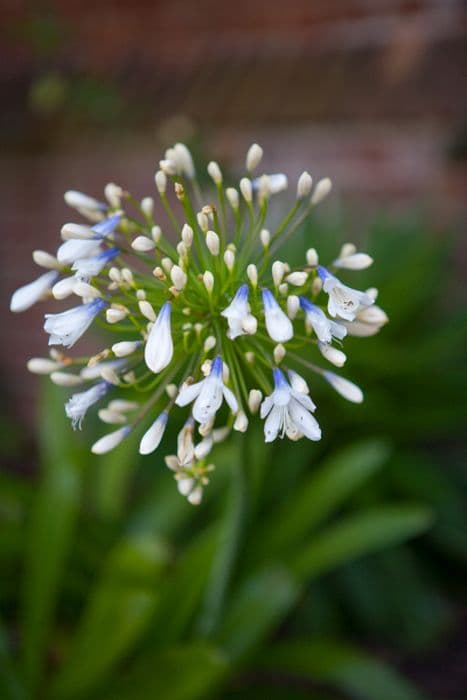 African lily [Queen Mum]