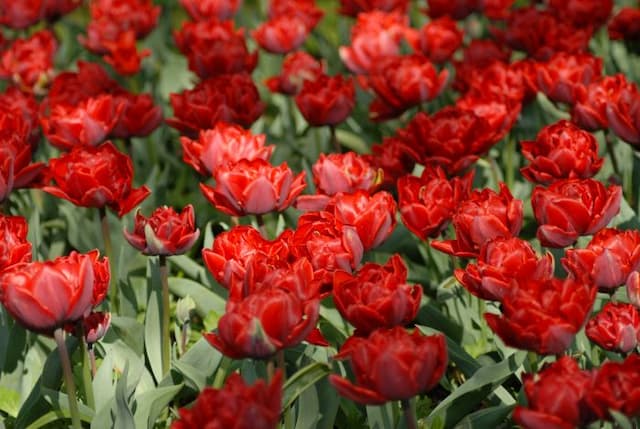 Tulip 'Red Princess'