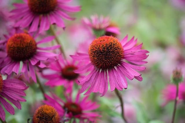 Coneflower 'Guava Ice'