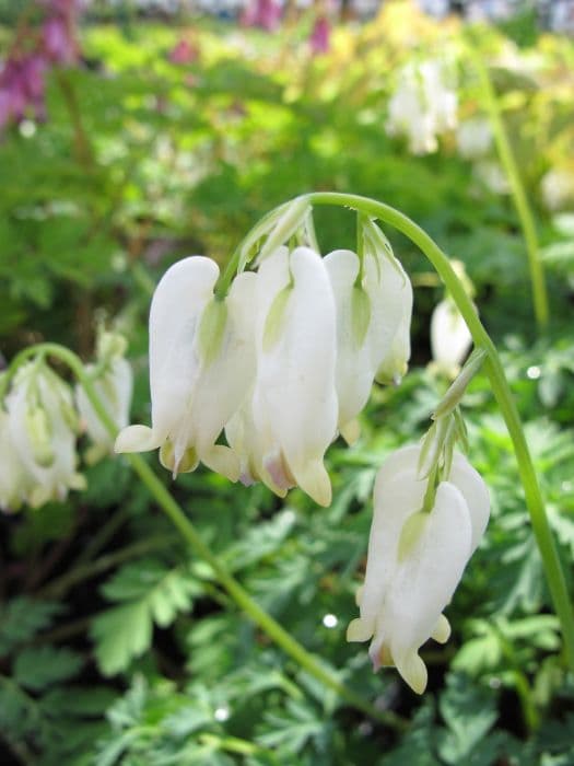 bleeding heart 'Aurora'