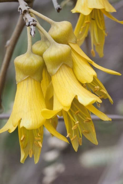 small-leaved kowhai