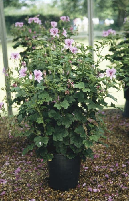 pelargonium 'Peter's Luck'