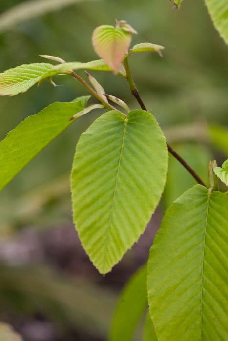 monkeytail hornbeam