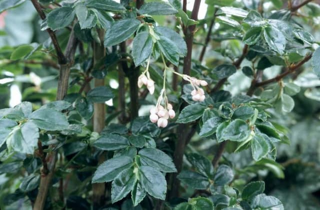 Fuchsia begonia