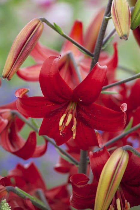 lily 'Red Velvet'