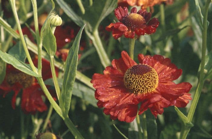 sneezeweed 'Karneol'