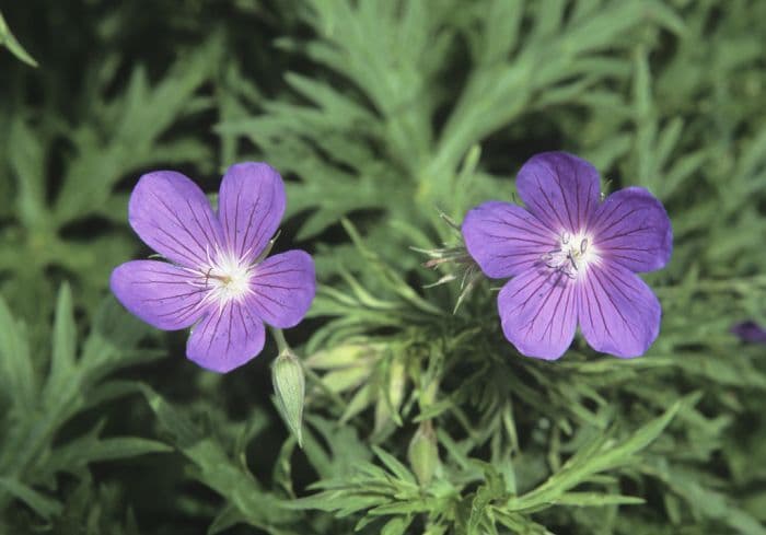 cranesbill 'Nimbus'