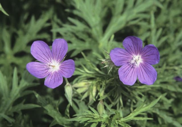 Cranesbill 'Nimbus'