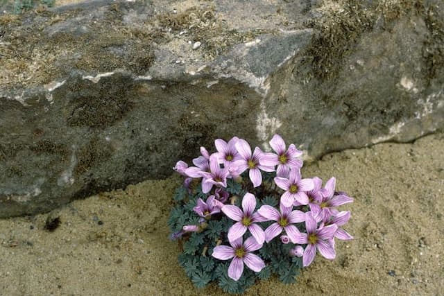 Wood sorrel 'Ione Hecker'