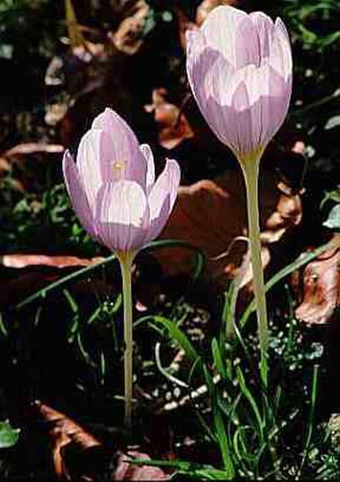 Kotschy's crocus