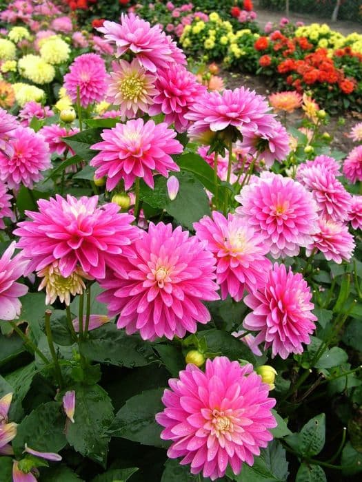 dahlia 'Gallery Rembrandt'