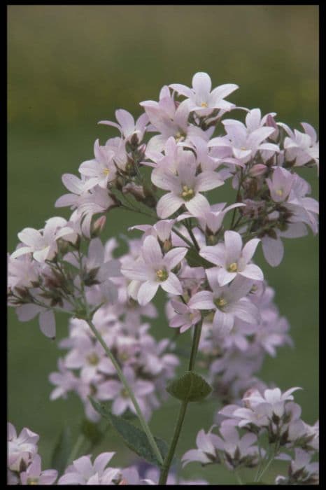 milky bellflower 'Loddon Anna'