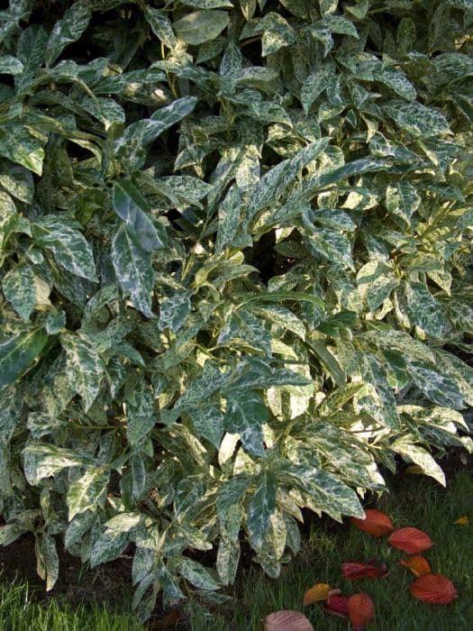 cherry laurel 'Castlewellan'