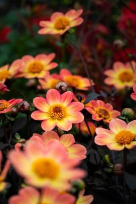 dahlia 'Carol Klein'