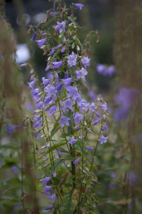 bellflower 'Misty Dawn'