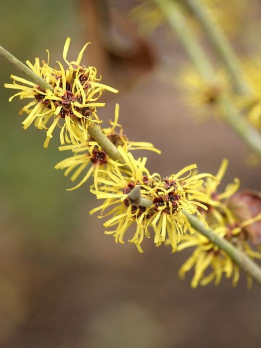 witch hazel 'Jermyns Gold'