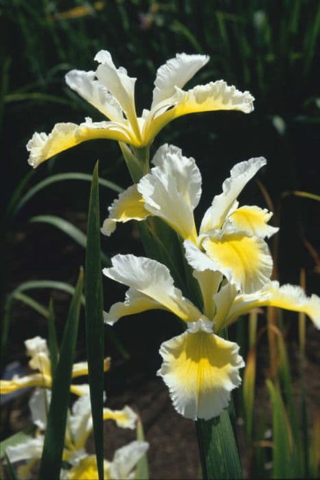 iris 'Ila Crawford'