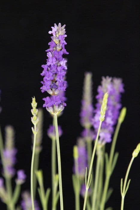 lavender 'Heavenly Scent'