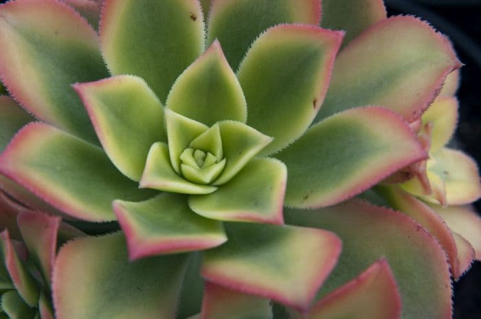 variegated pinwheel