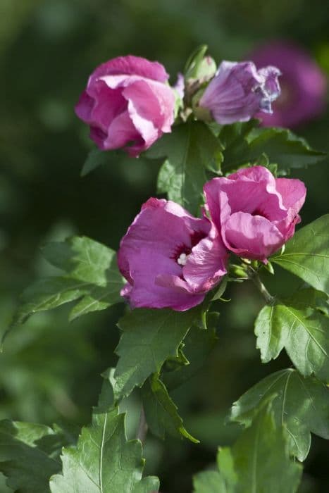 rose of Sharon [Pink Giant]