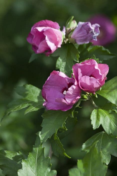 Rose of Sharon [Pink Giant]