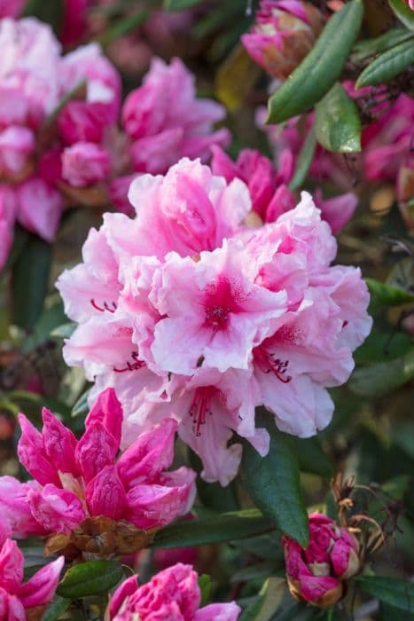 rhododendron 'Hydon Dawn'