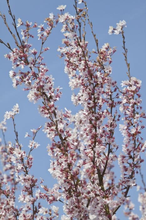 ascending weeping cherry 'Rosea'