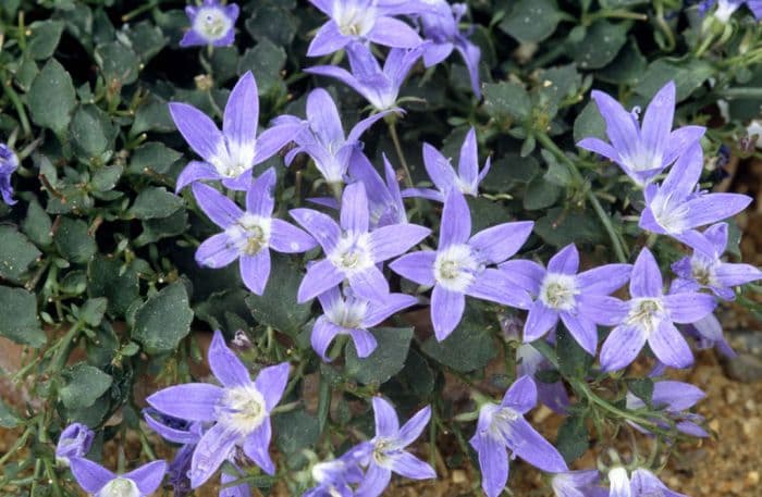 Adriatic bellflower 'W.H. Paine'