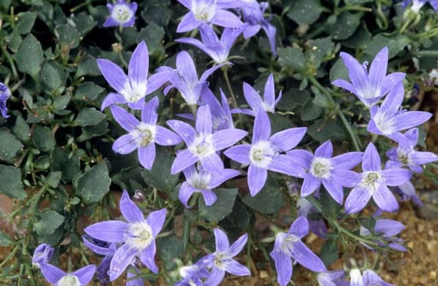 Adriatic bellflower 'W.H. Paine'