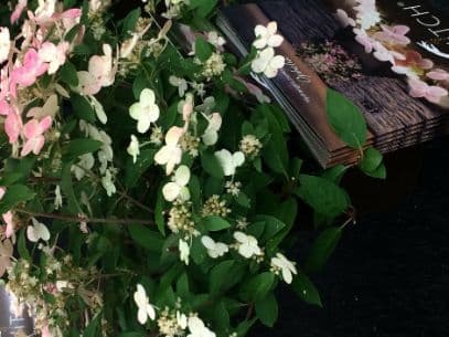 Panicle Hydrangea