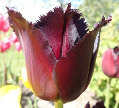 tulip 'Vincent van Gogh'