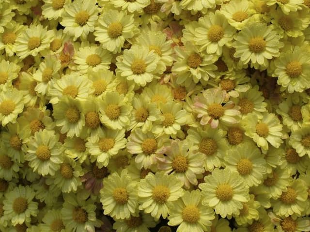 Chrysanthemum 'Boulevard Yellow'