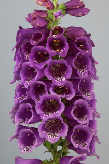 foxglove 'Purple Carousel'